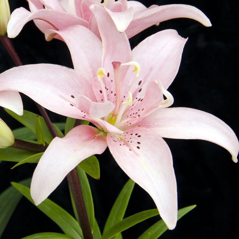 Lis asiatique double Elodie (Flowering)