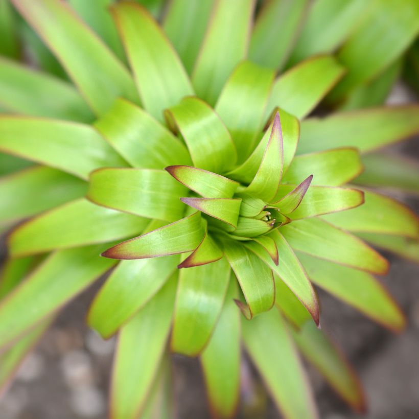 Lis botanique henryi (Foliage)