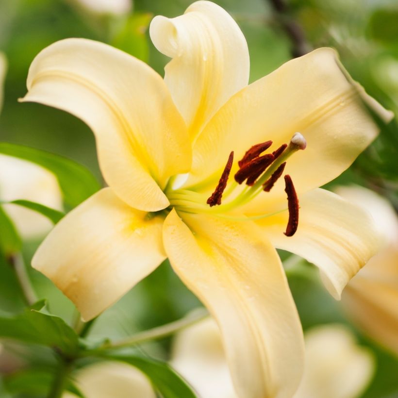 Lis géant Honeymoon (Oriental/Trompette) (Flowering)