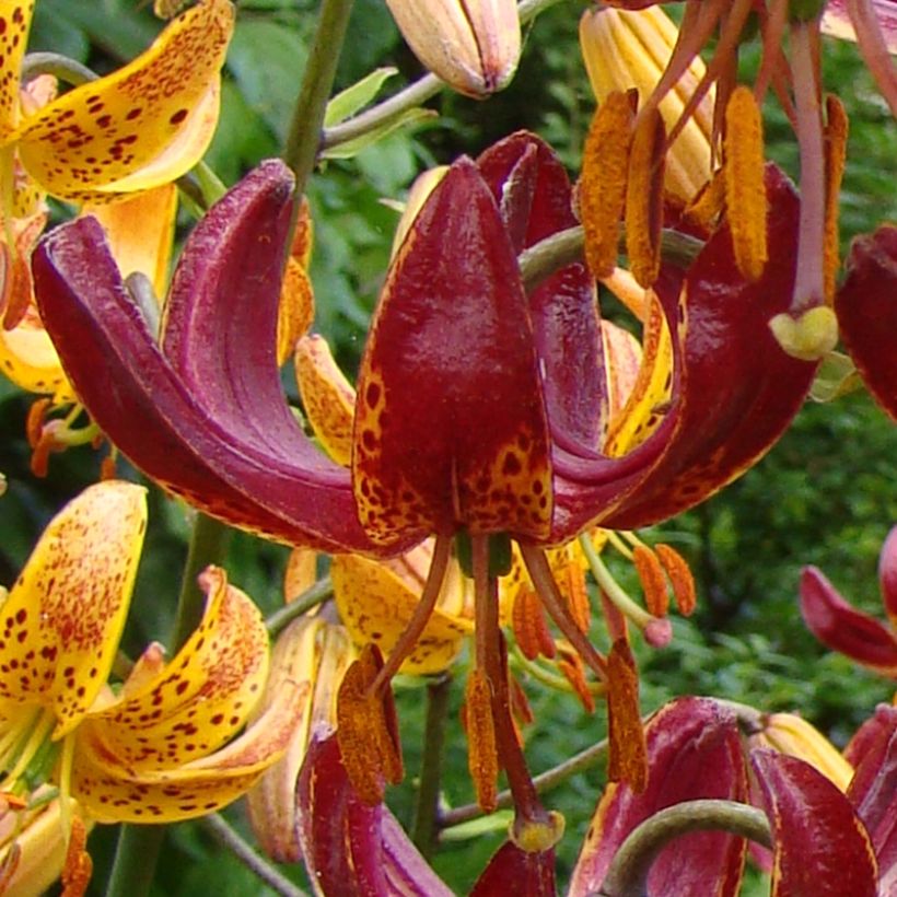 Lis hybride de martagon P320 JW10 (Flowering)