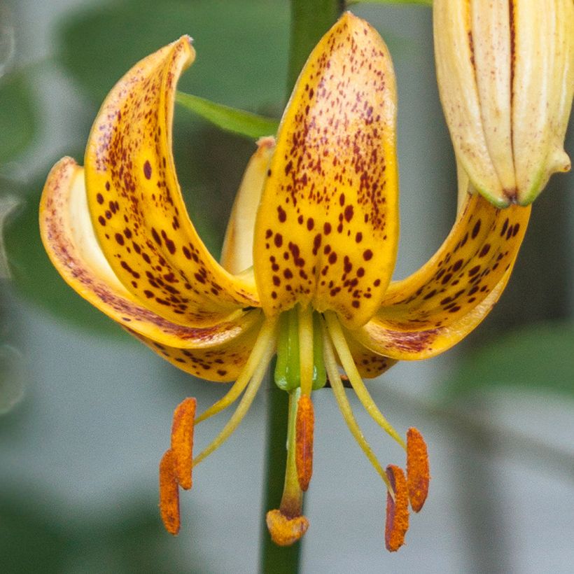 Lis hybride de martagon Peppard Gold (Flowering)