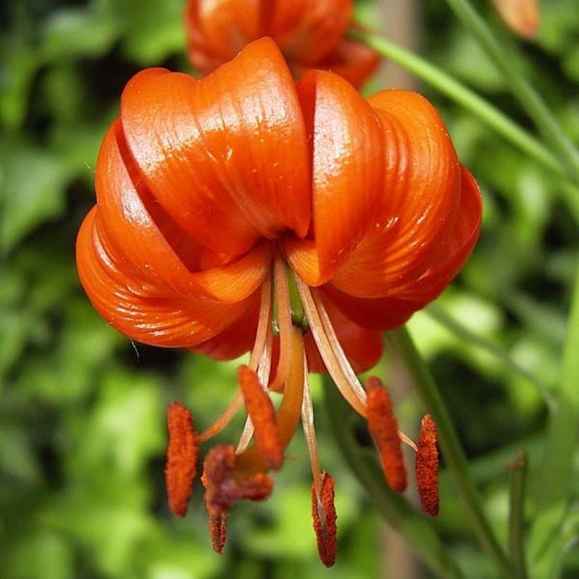 Lis botanique corail - Lilium pumilum (Flowering)