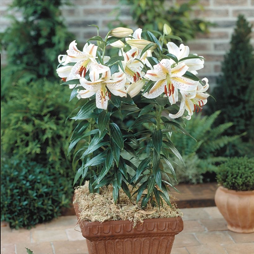 Lis oriental Garden Party (Plant habit)