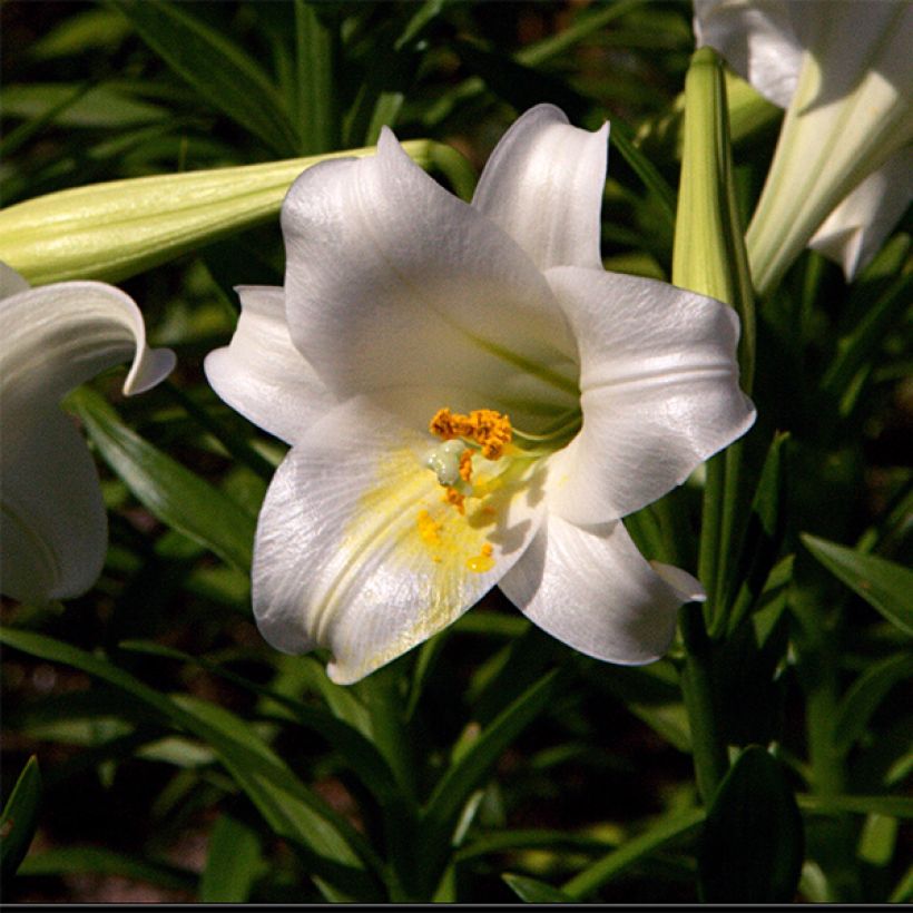 Lis de Pâques - Lilium longiflorum Snow Queen (Flowering)