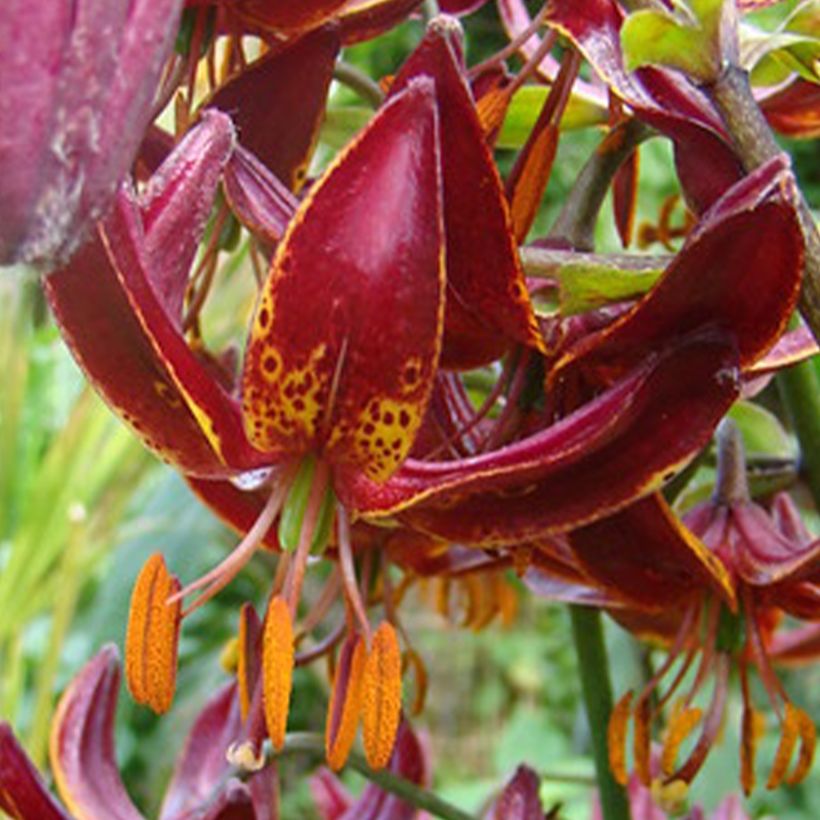 Lis martagon Claude Shride (Flowering)