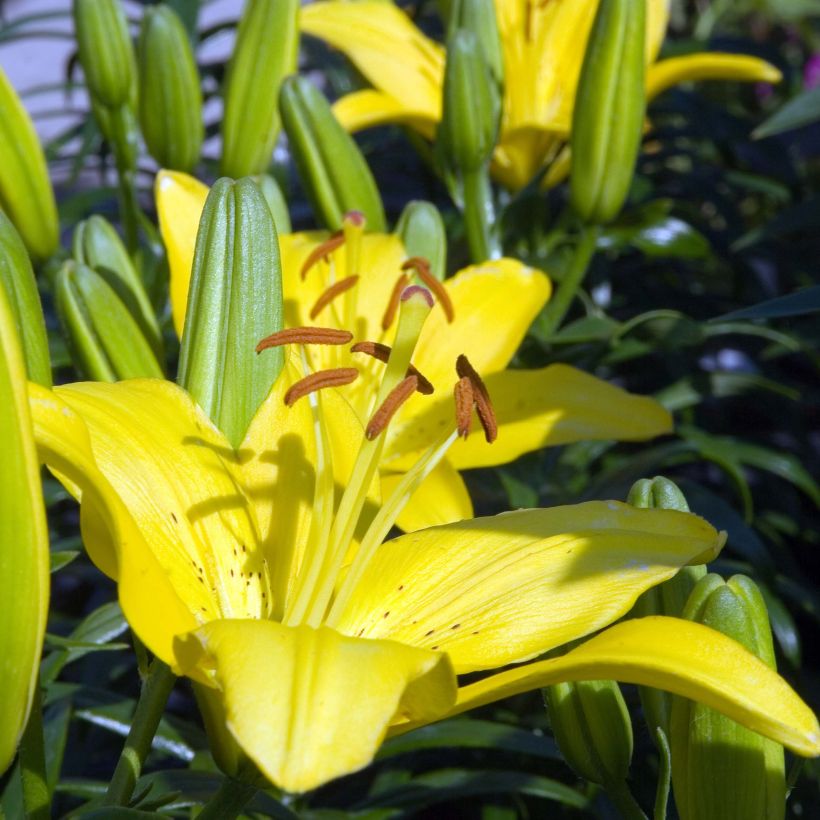 Lis nain Butter Pixie - Lis asiatique (Flowering)