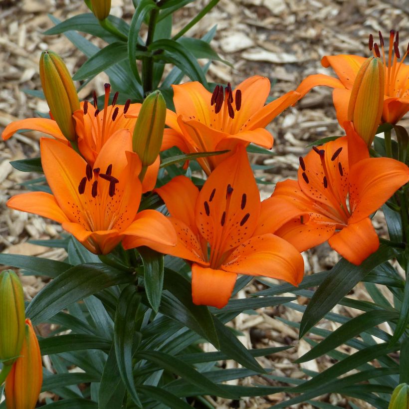Lis nain Orange Pixie - Lis asiatique  (Flowering)