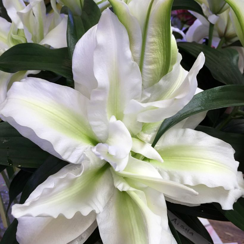 Lis oriental Roselily Aisha (Flowering)