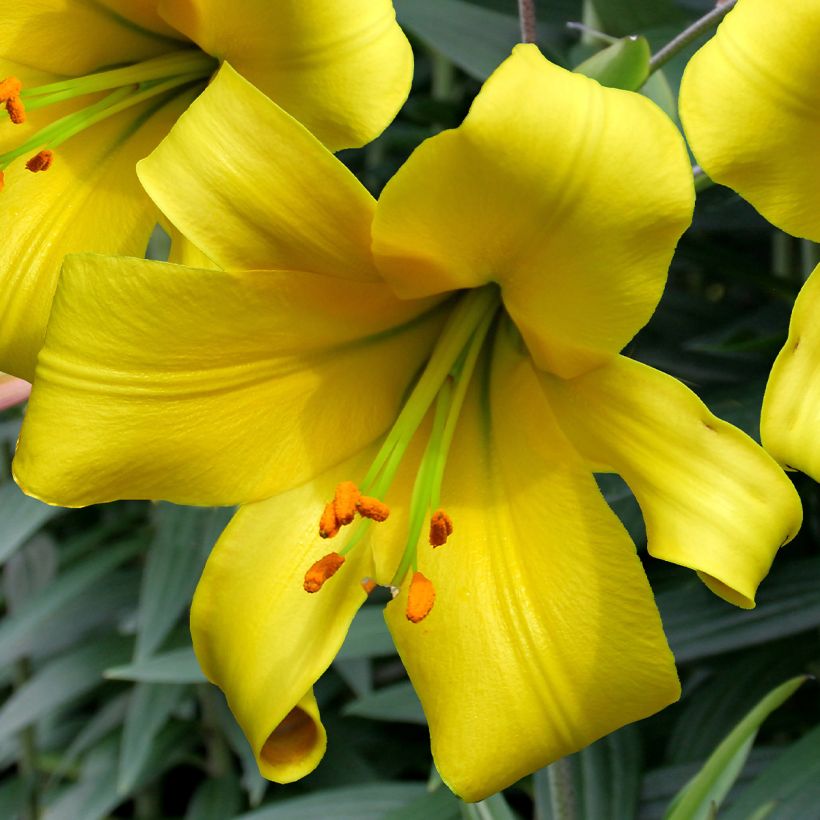 Lis trompette Golden Splendor (Flowering)