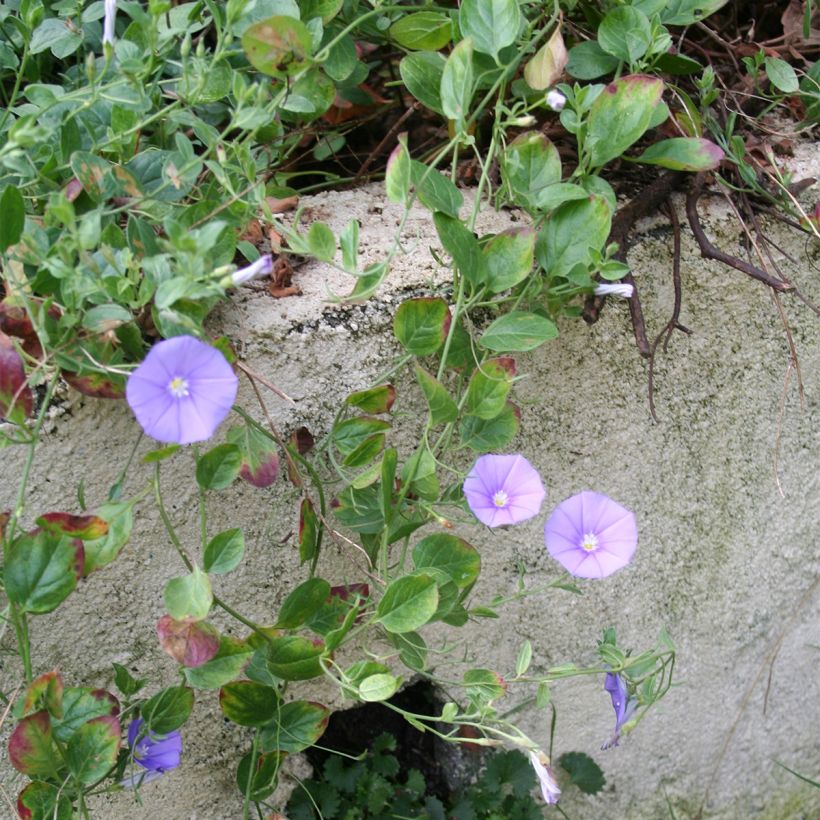 Convolvulus sabatius Compacta (Plant habit)