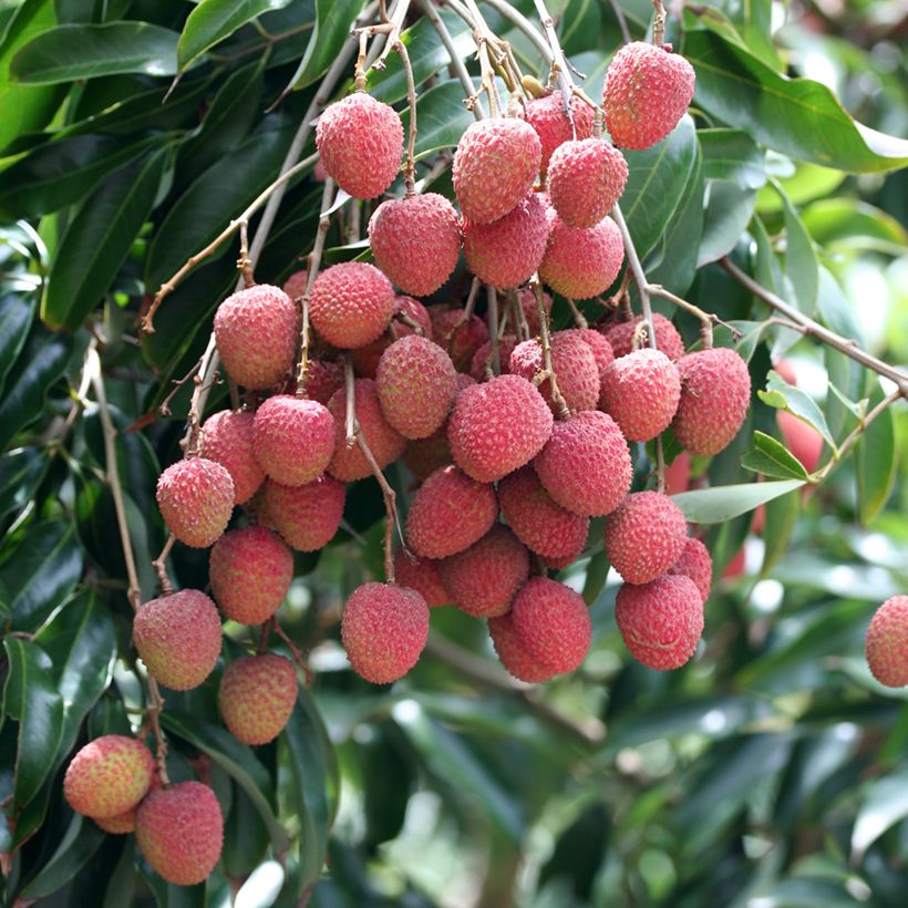 Litchi chinensis Kwai May Pink - Litchi rose (Harvest)