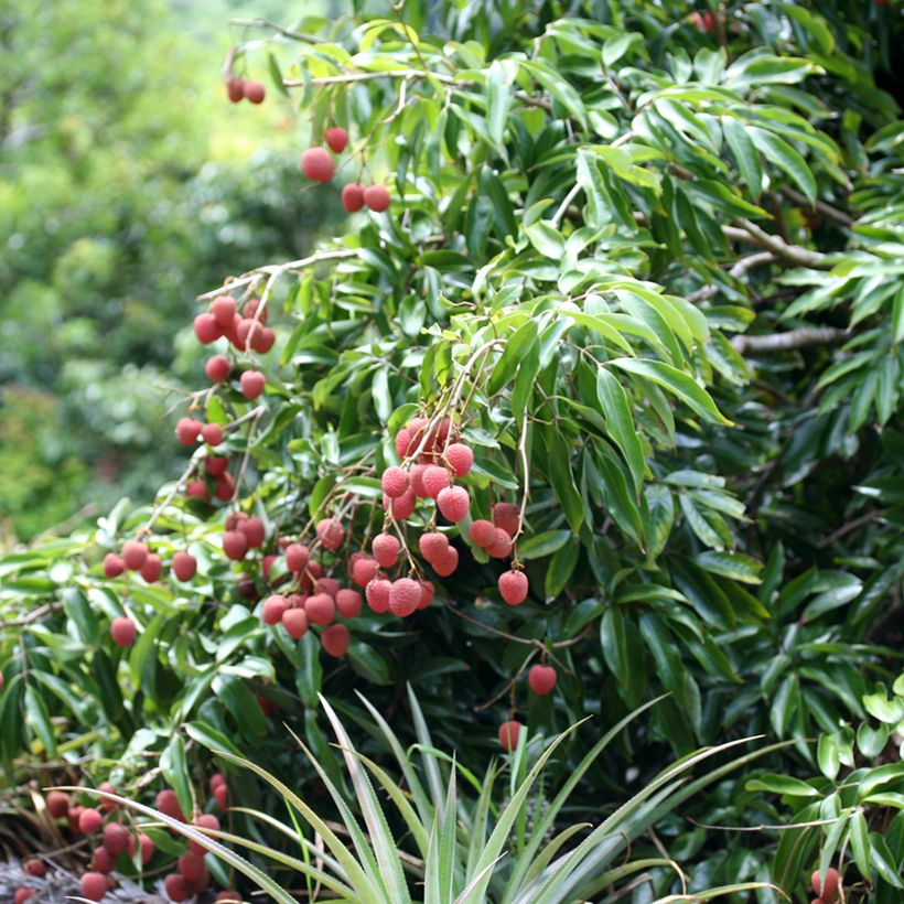 Litchi chinensis Kwai May Pink - Litchi rose (Plant habit)