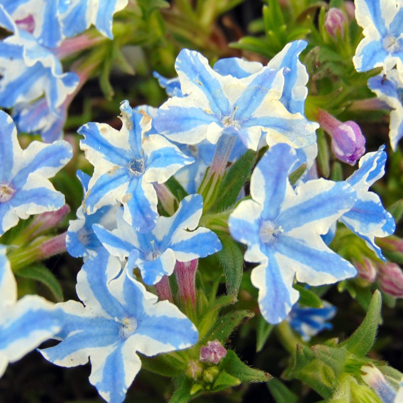 Lithodora diffusa Star - Grémil diffus (Flowering)