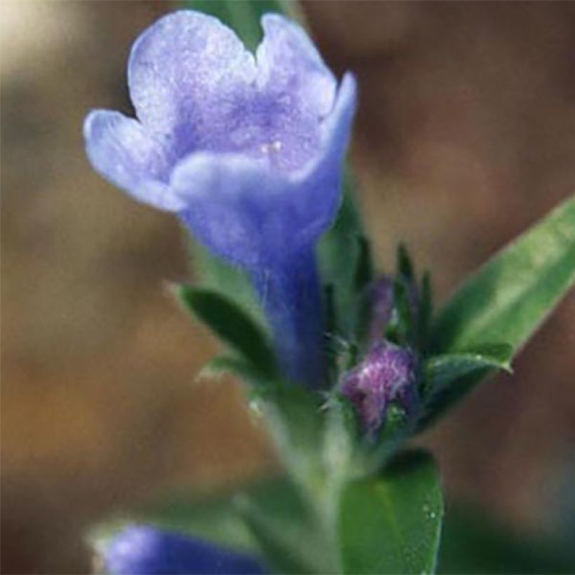 Lithodora oleifolia - Grémil à feuilles d'olivier (Flowering)