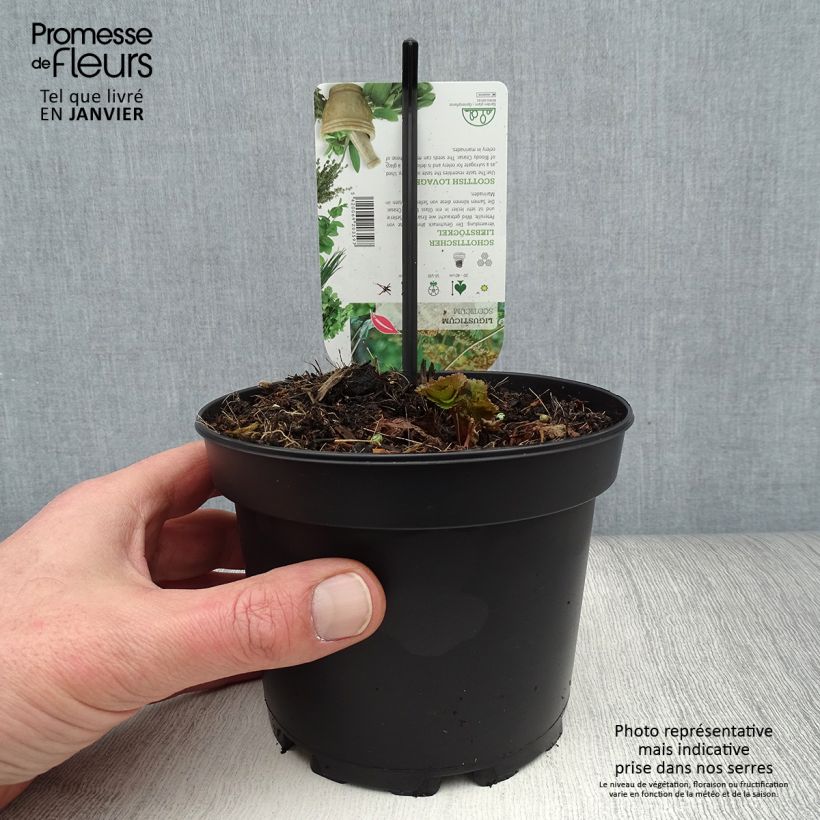 Example of Livèche d'Ecosse ou Persil de mer - Ligusticum scothicum Pot de 1,5L/2L as you get in hiver