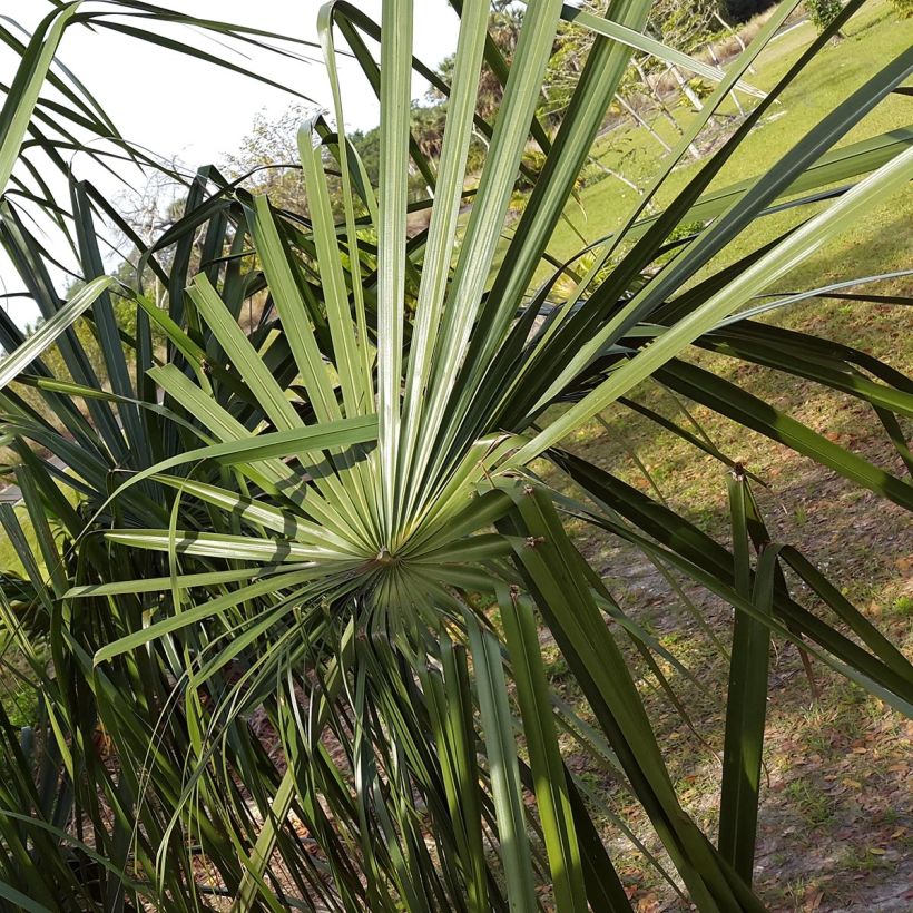Livistona benthamii - Palmier de Bentham (Foliage)