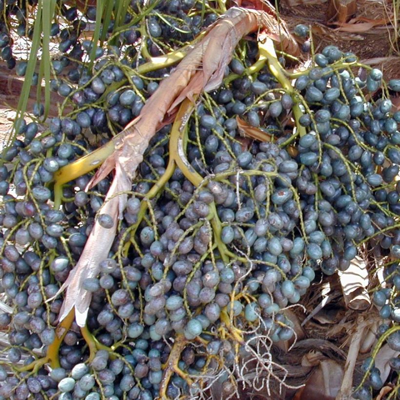 Livistona chinensis - Palmier éventail japonais  (Harvest)