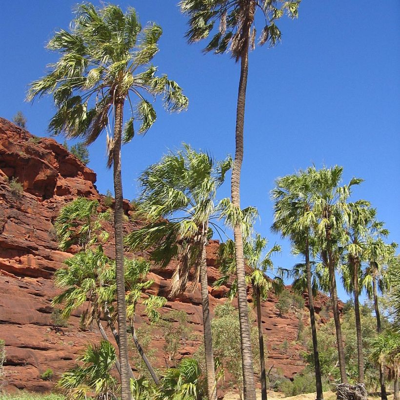Livistona mariae - Palmier chou d'Australie (Plant habit)