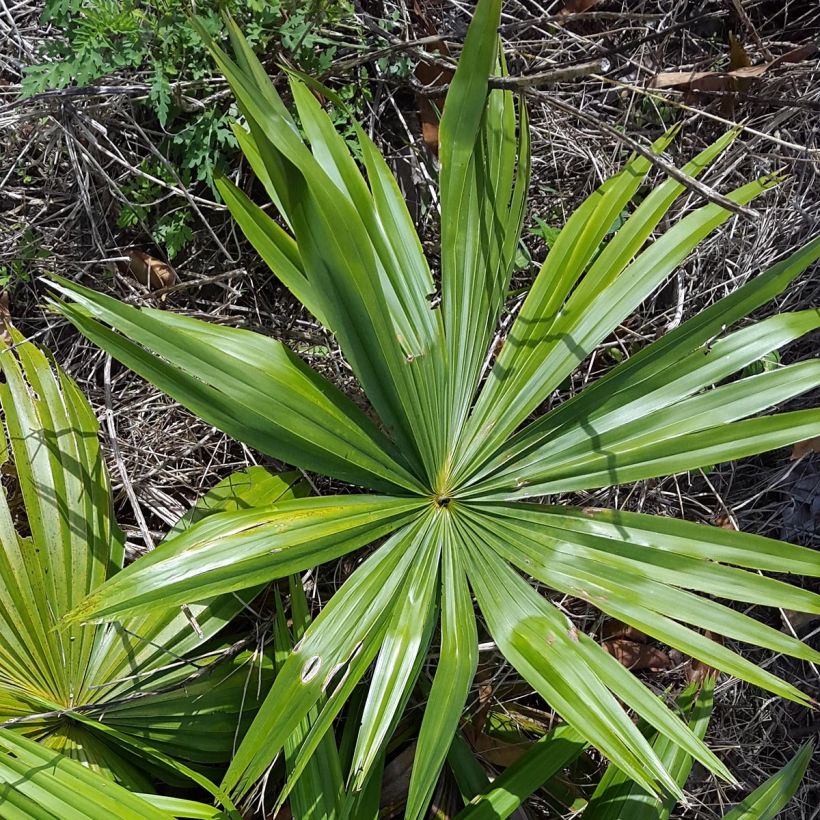Livistona saribus - Palmier crocodile (Foliage)