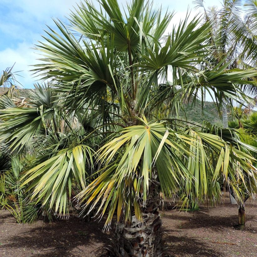 Livistona saribus - Palmier crocodile (Plant habit)