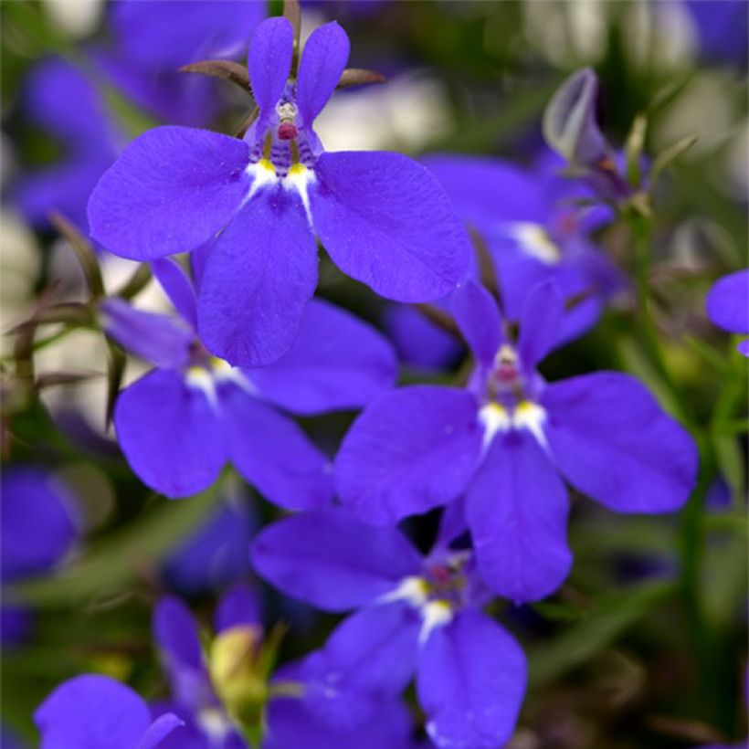 Lobélia Deep Blue Star (Flowering)