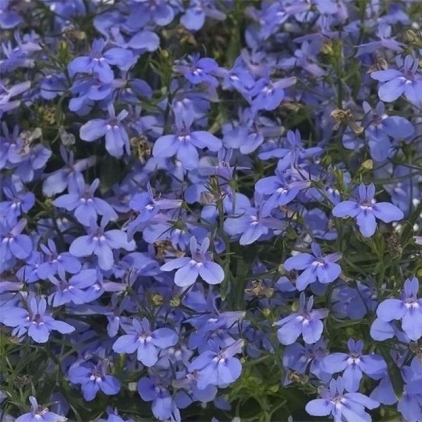 Lobélia Hot Water Blue (Flowering)