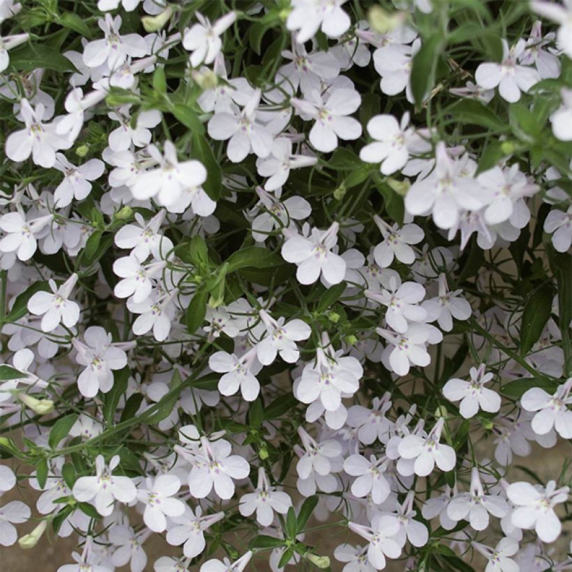 Lobélia Anabel Snow White  (Flowering)
