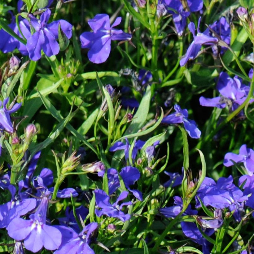 Lobélia nain Crystal Palace (Foliage)