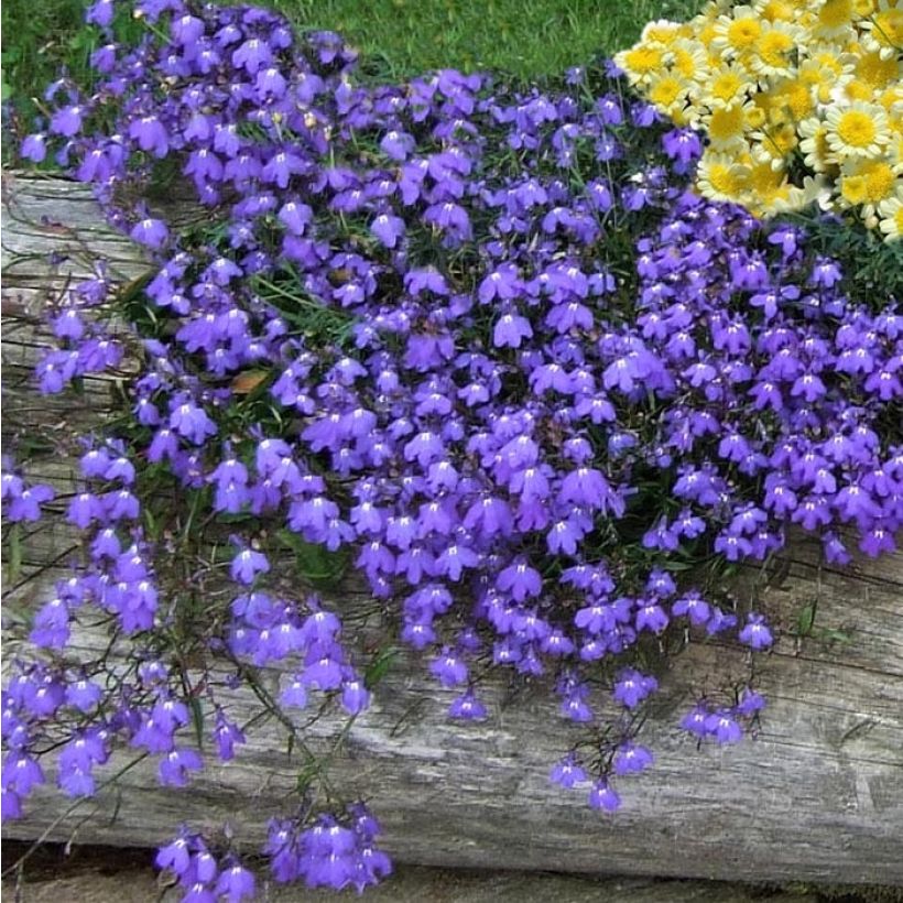 Lobélia nain Crystal Palace (Plant habit)