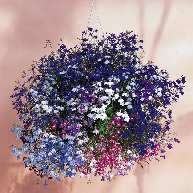 Lobélia pendula Regatta en mélange (Plant habit)