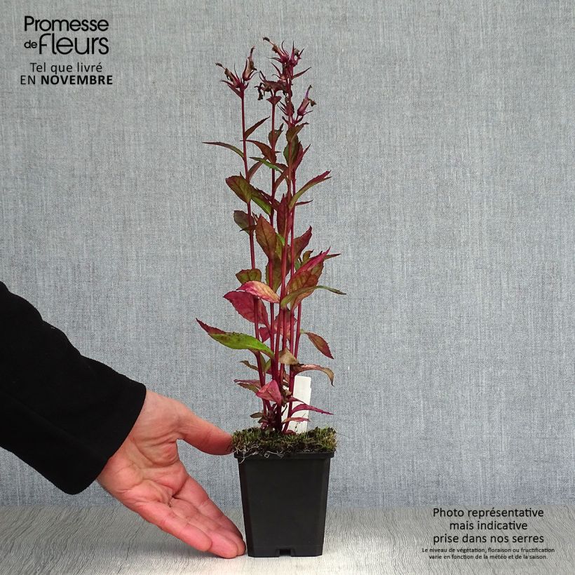 Example of Lobelia speciosa Tania Godet de 7/8 cm as you get in automne