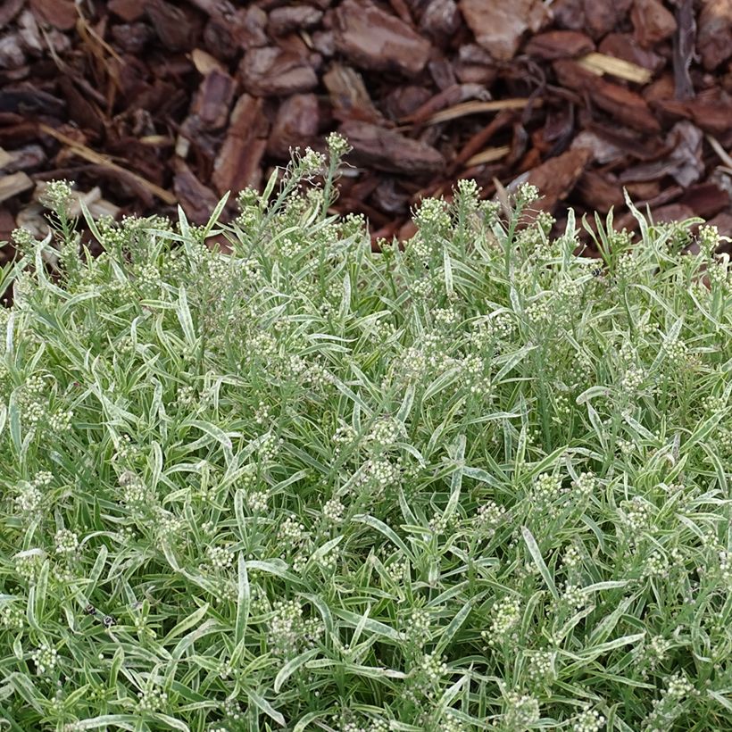 Lobularia Primavera Princess - Alysse odorant (Foliage)