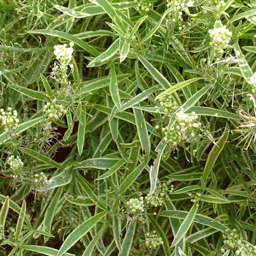 Lobularia Primavera Princess - Alysse odorant (Flowering)