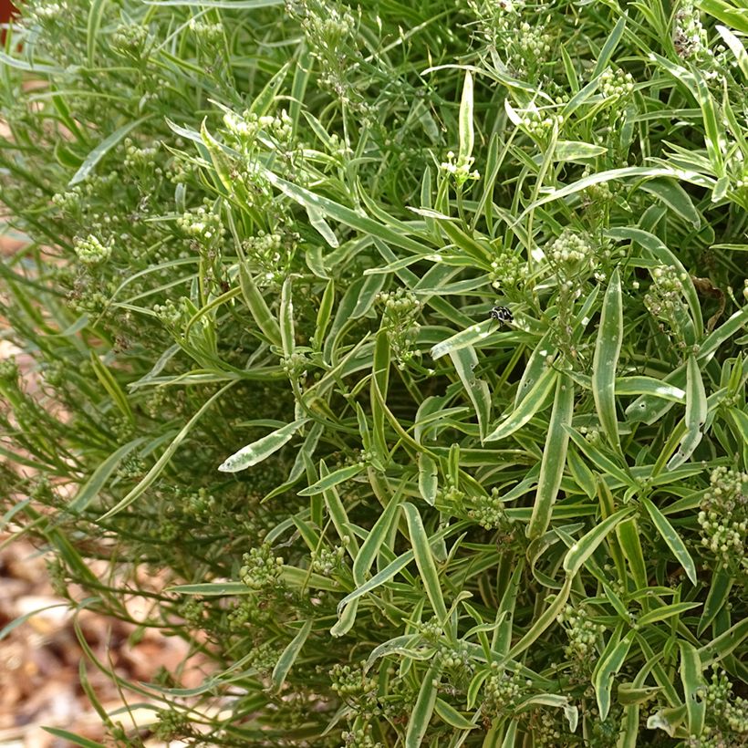 Lobularia Primavera Princess - Alysse odorant (Plant habit)