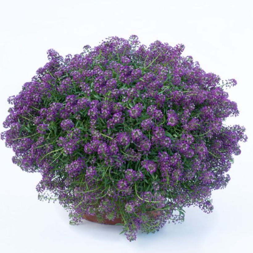 Lobularia Princess in Purple - Alysse odorant (Plant habit)