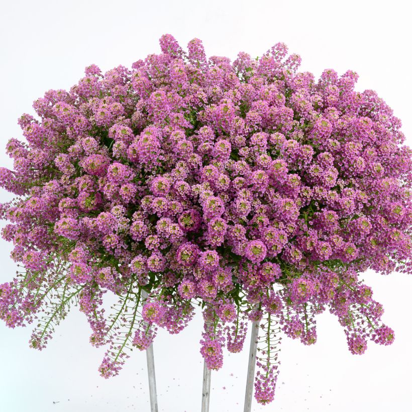 Lobularia Raspberry Stream - Alysse odorant (Plant habit)