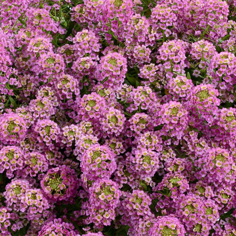 Lobularia Raspberry Stream - Alysse odorant (Flowering)