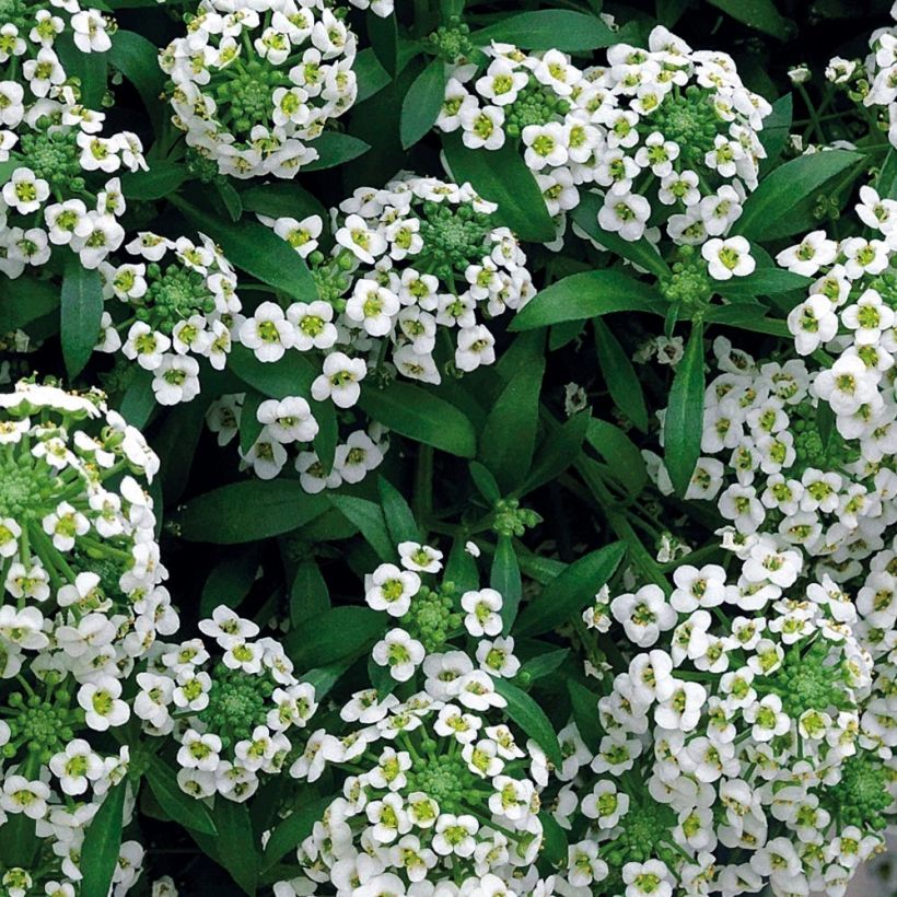 Alysse Snow Crystals - Lobularia maritima (Foliage)