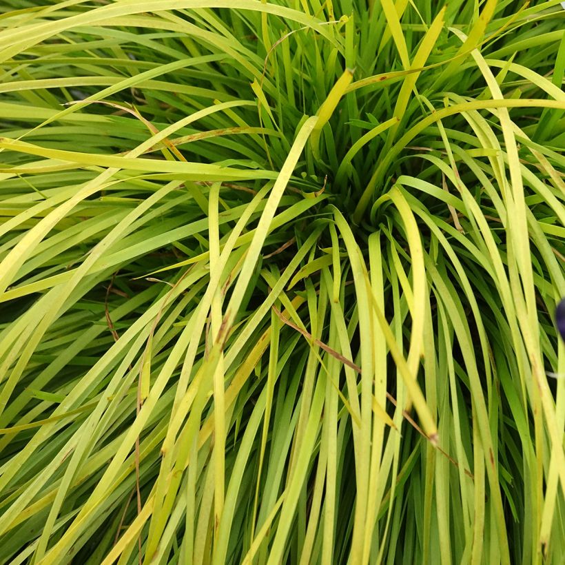 Lomandra longifolia Miner's Gold (Foliage)