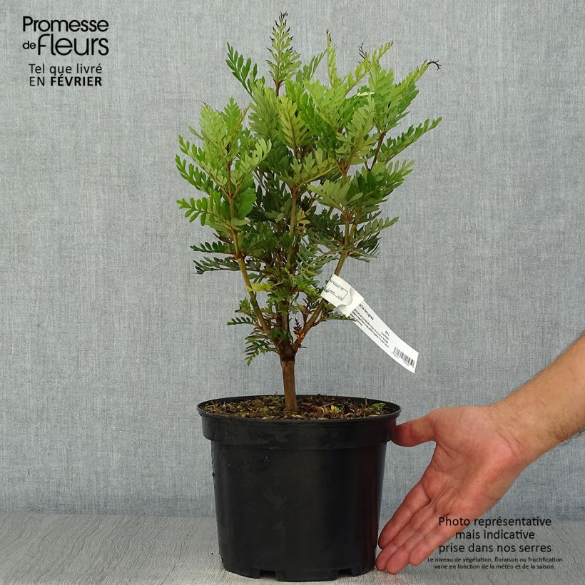 Example of Lomatia ferruginea - Lomatie ferrugineuse Pot de 3L/4L as you get in automne