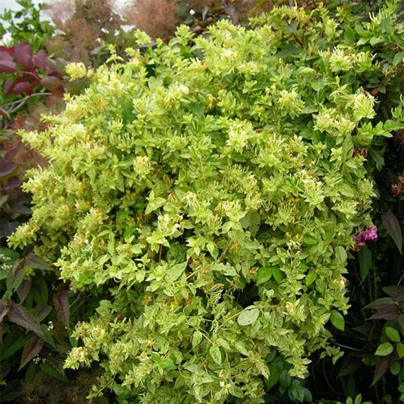 Chèvrefeuille - Lonicera Japonica Mint Crisp (Plant habit)