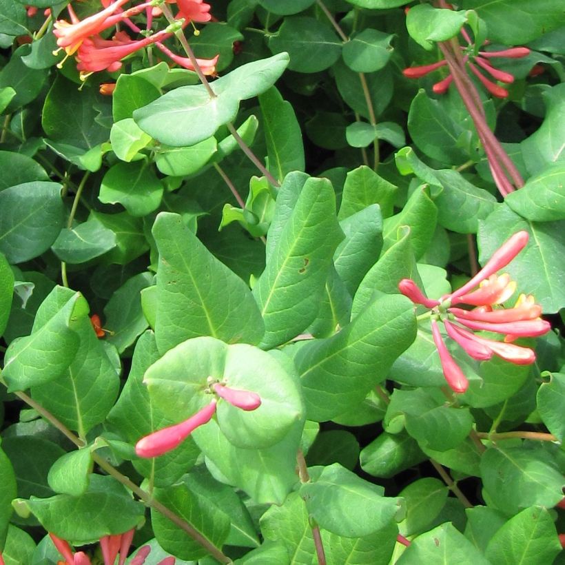 Lonicera (x) brownii - Chèvrefeuille grimpant de Brown (Foliage)