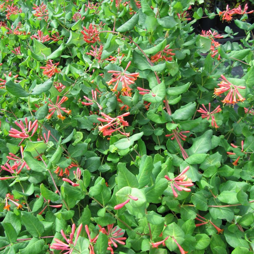 Lonicera (x) brownii - Chèvrefeuille grimpant de Brown (Flowering)