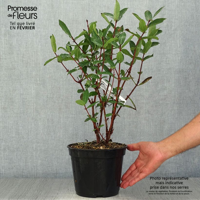 Example of Lonicera caerulea Boreal Beauty - camérisier bleu Pot de 3L/4L as you get in automne