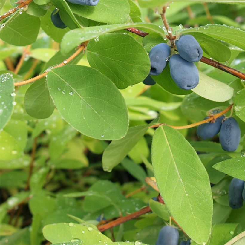 Lonicera caerulea ssp. kamtchatica - Baie de mai (Foliage)