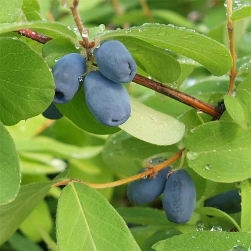 Lonicera caerulea ssp. kamtchatica - Baie de mai (Harvest)