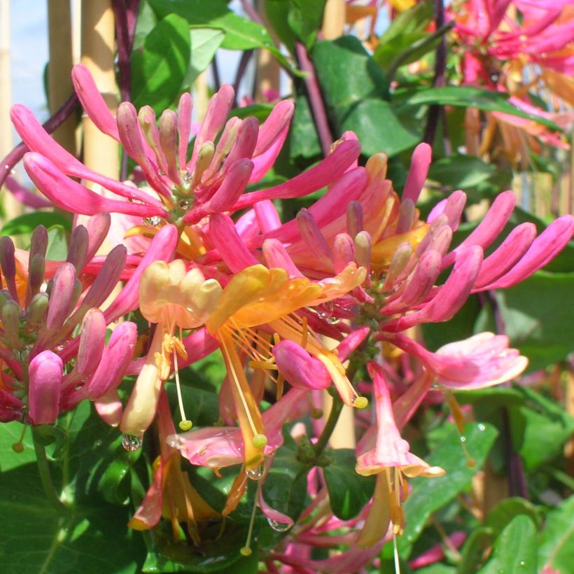 Chèvrefeuille - Lonicera heckrotii American Beauty (Flowering)