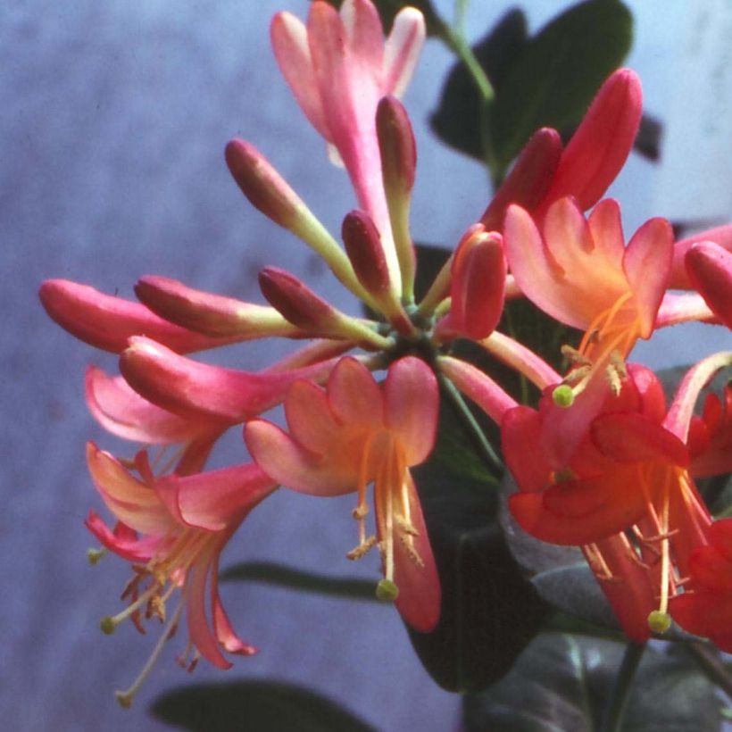 Chèvrefeuille - Lonicera hybride Celestial (Flowering)