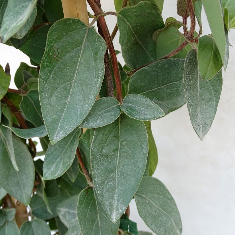 Lonicera japonica Pink Aperitif - Chèvrefeuille du Japon (Foliage)