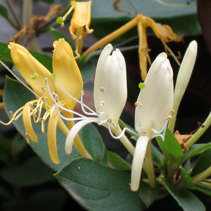 Chèvrefeuille du Japon Sweet Isabel - Lonicera japonica (Flowering)